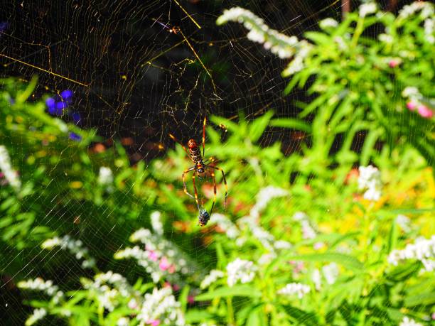 Spiderweb in Brisbane Botanical Gardens stock photo