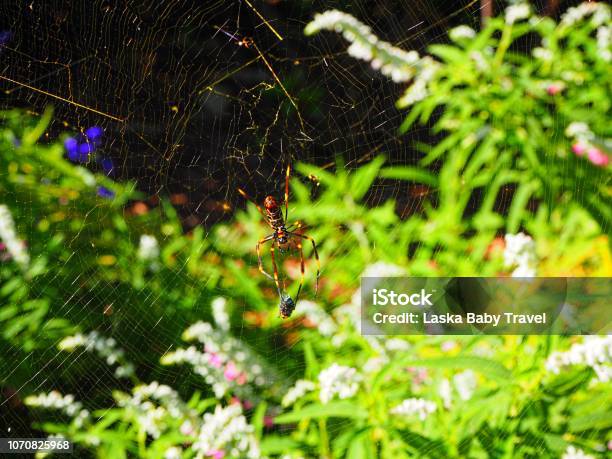 Spiderweb In Brisbane Botanical Gardens Stock Photo - Download Image Now - Agricultural Field, Australia, Backgrounds