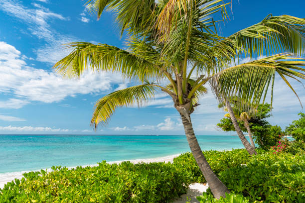 istock Tropical white beach and coconut palm trees 1070830118
