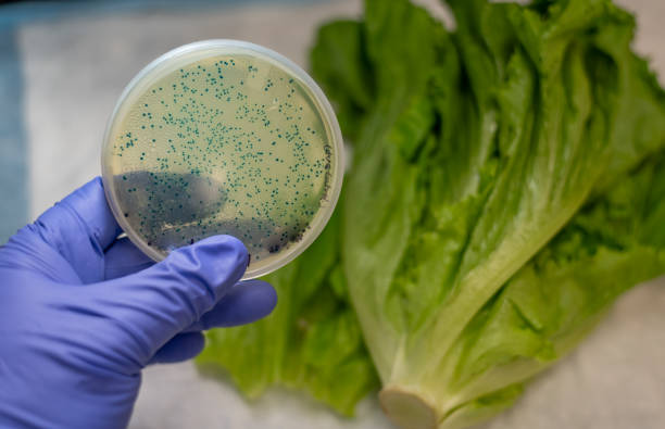E coli contamination in romaine lettuce E coli bacterial culture plate with romaine lettuce in laboratory food recall stock pictures, royalty-free photos & images