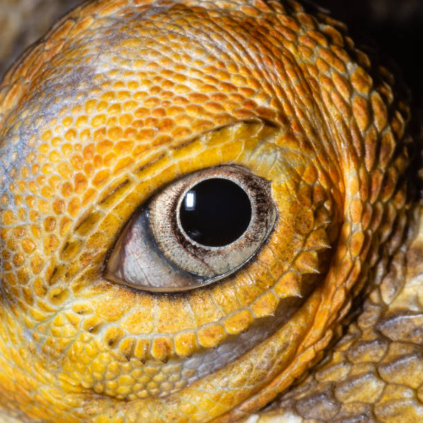 istock Close up of Beardie Eye 1070835614
