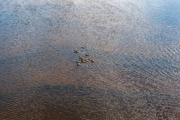 istock natural body of water. pond with reflections 1070843024
