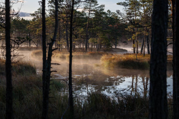 istock natural body of water. pond with reflections 1070843244