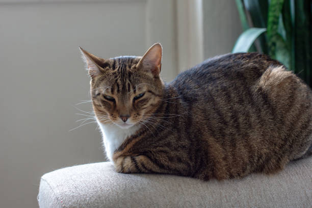 istock domestic cat in natural environment 1070843446