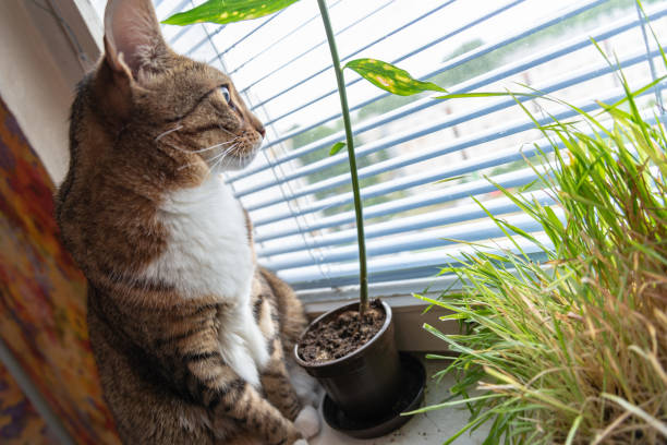 istock domestic cat in natural environment 1070843466