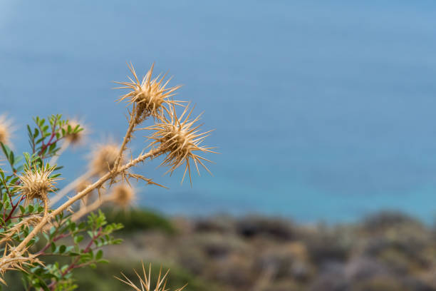 Wild torns against blue nature. Shallow dof