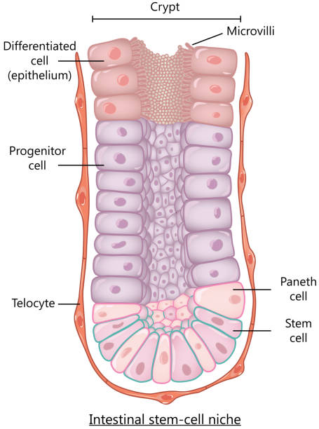 Human intestinal (gut) stem cell niche Human intestinal (gut) stem cell niche showing villi formation from the stem cell, which differentiate into progenitors and finally epithelium. epithelium stock illustrations