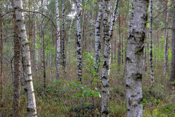 istock swamp area landscape view with lonely pine trees and turf fields 1070849492