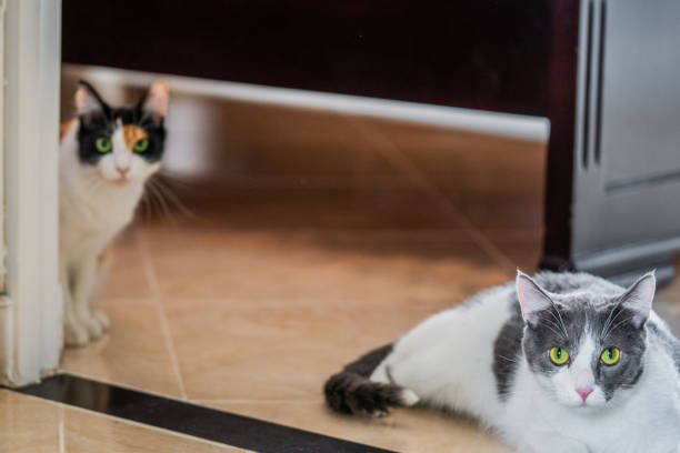 istock Cats with big and colorful eyes 1070850842