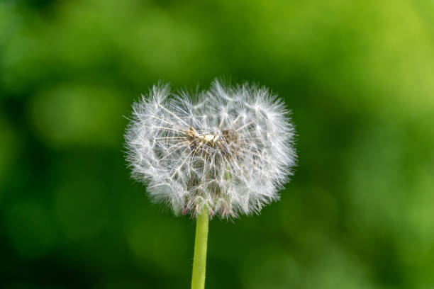 istock dandelion fluff in green meadow 1070851012