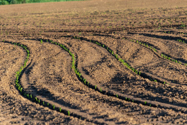 istock freshly cultivated agriculture fields ready for growing 1070851034