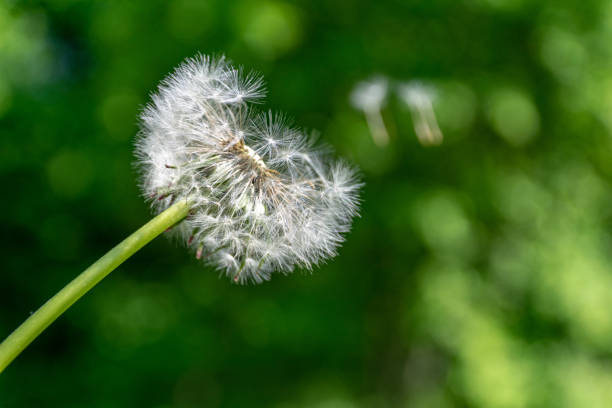 istock dandelion fluff in green meadow 1070851050