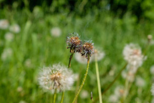 burning in flames dandelion fluff in green meadow in summer with lots of sunlight