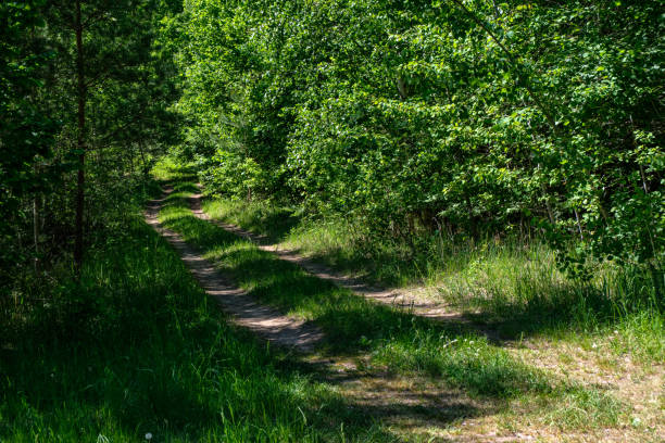 istock green foliage in summer with harsh shadows and bright sunlight 1070851076