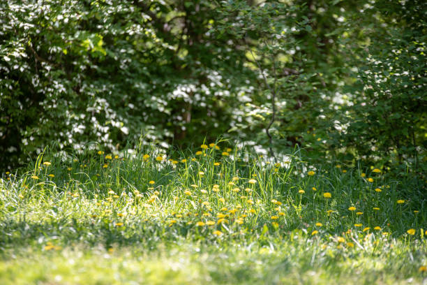 istock green foliage in summer with harsh shadows and bright sunlight 1070851124