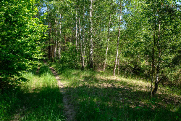 istock green foliage in summer with harsh shadows and bright sunlight 1070851166
