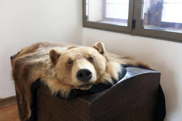 istock Stuffed bear on dresser 1070853912