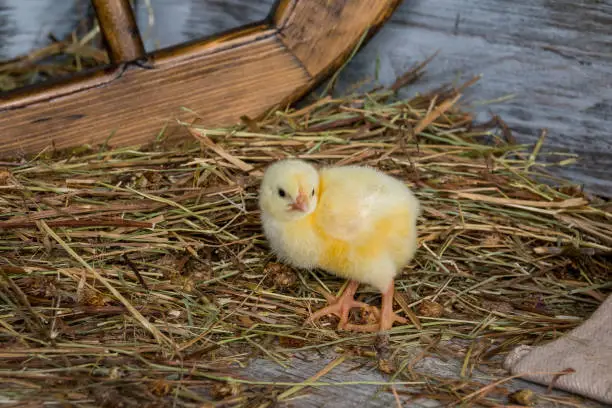 Little chicken in the nest.Easter day.chicken in the hay.Spring holiday.Happy easter