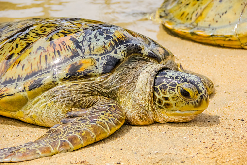 big sea turtle, marine turtle on sand beach