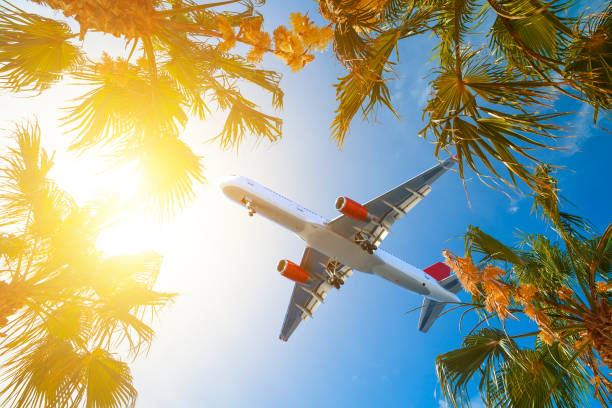 istock Aircraft approaching on final over tropical island. Palm tree crowns with green leaves on sunny sky background. Coco palm tree tops - view from the ground. 1070855518