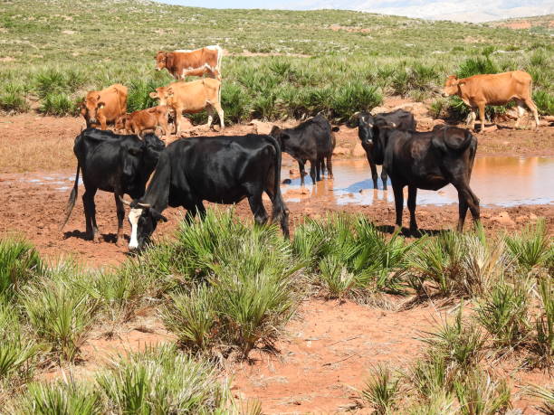 istock the herd of cows drink 1070860084