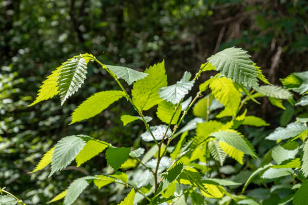 istock green foliage in summer with harsh shadows and bright sunlight 1070861258