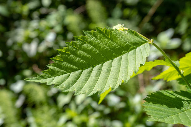 istock green foliage in summer with harsh shadows and bright sunlight 1070861264
