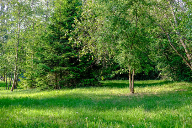 istock green foliage in summer with harsh shadows and bright sunlight 1070861292