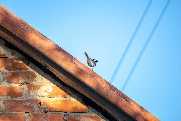 istock small wagtail bird on the roof 1070862386