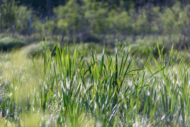 istock green foliage in summer with harsh shadows and bright sunlight 1070862526
