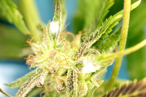 istock white mold on the plant cannabis marijuana 1070866584