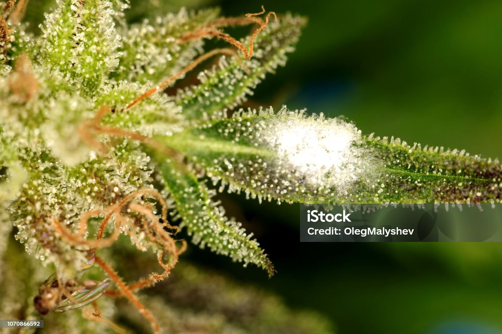 white mold on the plant cannabis marijuana problem outdoor growing . white mold on the plant cannabis marijuana Bud Stock Photo