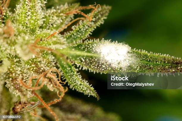 White Mold On The Plant Cannabis Marijuana Stock Photo - Download Image Now - Bud, Fungal Mold, Hemp