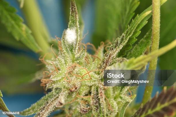 White Mold On The Plant Cannabis Marijuana Stock Photo - Download Image Now - Bud, Rotting, Fungal Mold