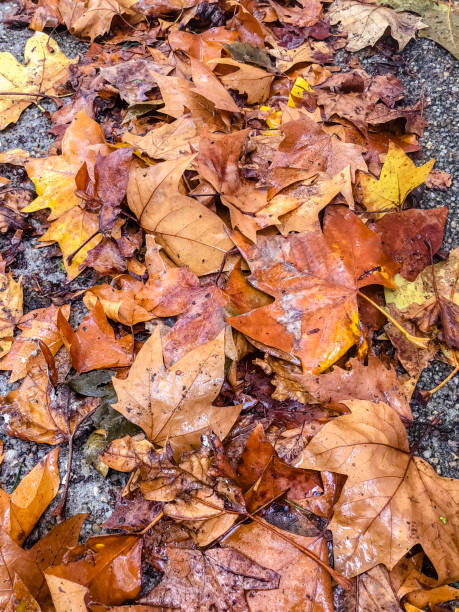 istock Colorful autumn leaves. 1070866824