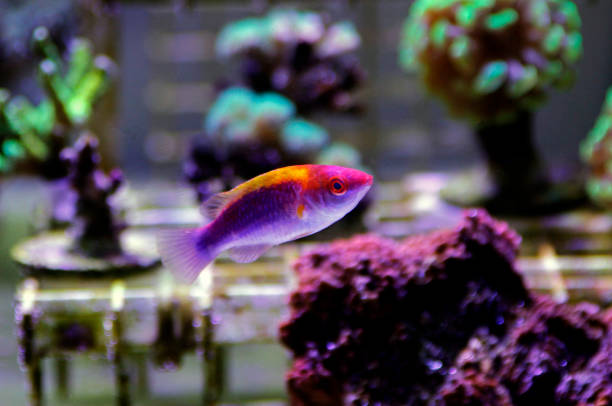 istock Multicolor Lubbock's Fairy Wrasse(Cirrhilabrus lubbocki) 1070869532