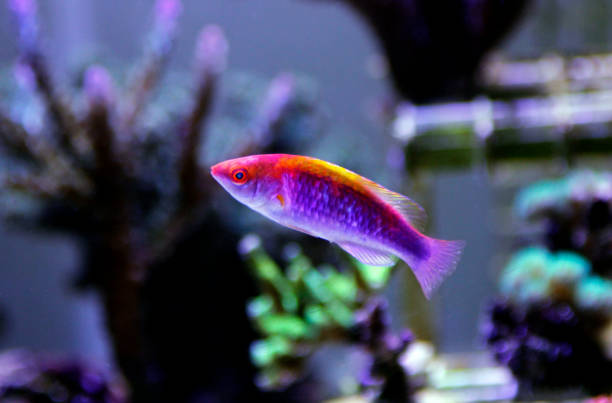 istock Multicolor Lubbock's Fairy Wrasse(Cirrhilabrus lubbocki) 1070869534
