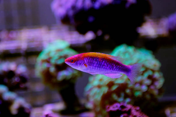 istock Multicolor Lubbock's Fairy Wrasse(Cirrhilabrus lubbocki) 1070869540
