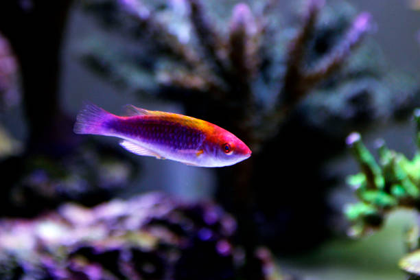Multicolor Lubbock's Fairy Wrasse(Cirrhilabrus lubbocki)