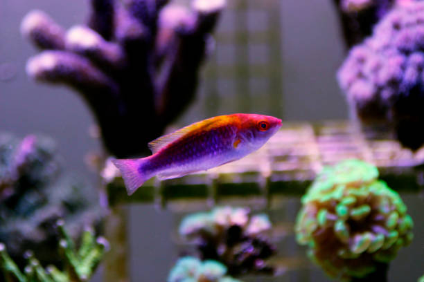 istock Multicolor Lubbock's Fairy Wrasse(Cirrhilabrus lubbocki) 1070869554