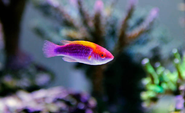 istock Multicolor Lubbock's Fairy Wrasse
(Cirrhilabrus lubbocki) 1070869556