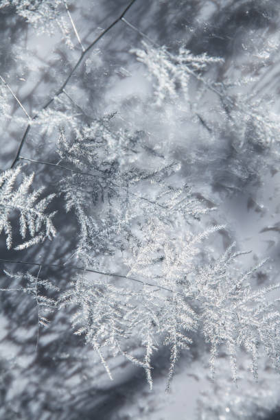 istock Beautiful silver frozen branch on artificial snow 1070869630