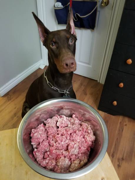 Doberman dog waiting for his raw dog food in a bowl. Concept of healthy dog stock photo
