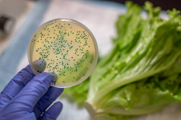 Romaine lettuce contamination with E coli E coli bacterial culture plate with romaine lettuce at the background food recall stock pictures, royalty-free photos & images