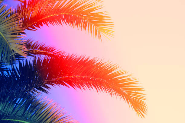 istock Photo of bright tropical coconut palms 1070872170