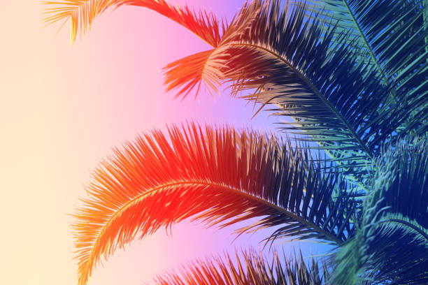 istock Photo of bright tropical coconut palms 1070872248