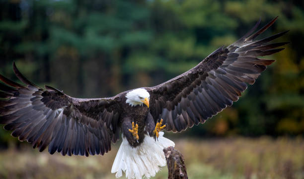 aterrizaje águila calva - bald eagle fotografías e imágenes de stock