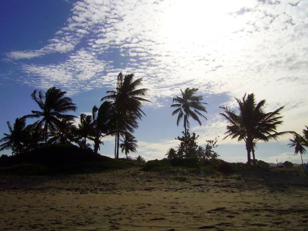 istock Palm trees in Cabarete, Dominican Republic 1070874196