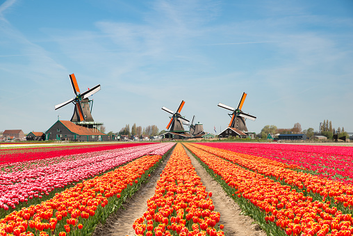 Paisaje de ramo de tulipanes y molinos de viento en los países bajos de Holanda. photo