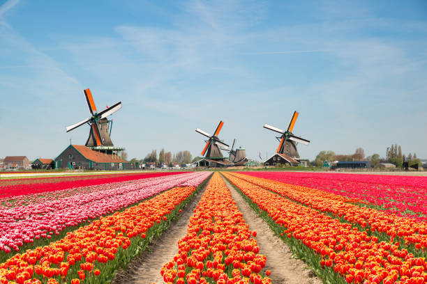 paysage de bouquet pays-bas des tulipes et des moulins à vent aux pays-bas. - amsterdam photos et images de collection